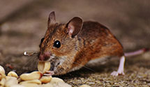 24 Hour & Emergency Exterminators in Wyoming, IA